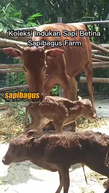 Koleksi-Indukan-Sapi-Betina-Dan-Pedet